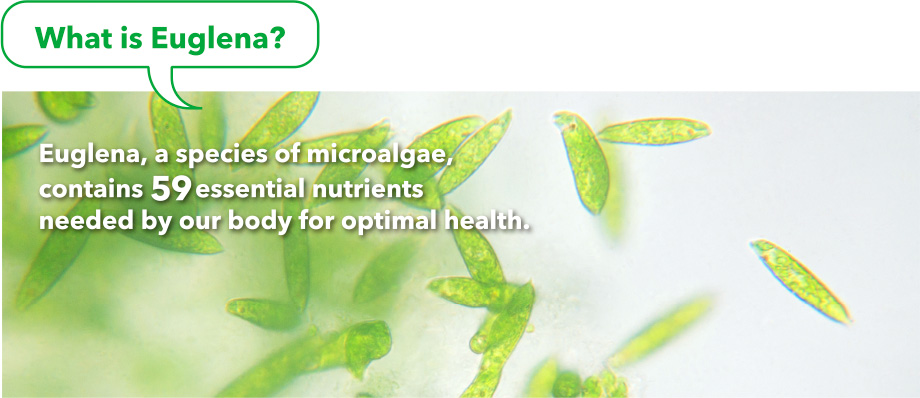 What is Euglena? Euglena, a species of microalgae, contains 59 essential nutrients needed by our body for optimal health.