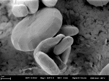 撮影：青山学院大学　福岡伸一教授