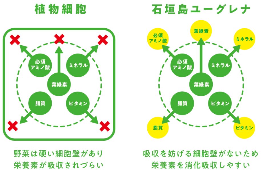 石垣島ユーグレナは細胞壁をもたないため栄養が体内に吸収されやすい