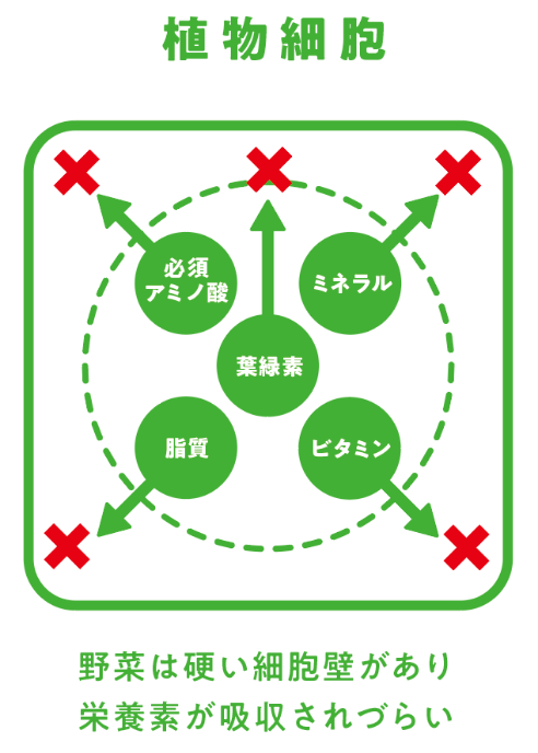 石垣島ユーグレナは細胞壁をもたないため栄養が体内に吸収されやすい