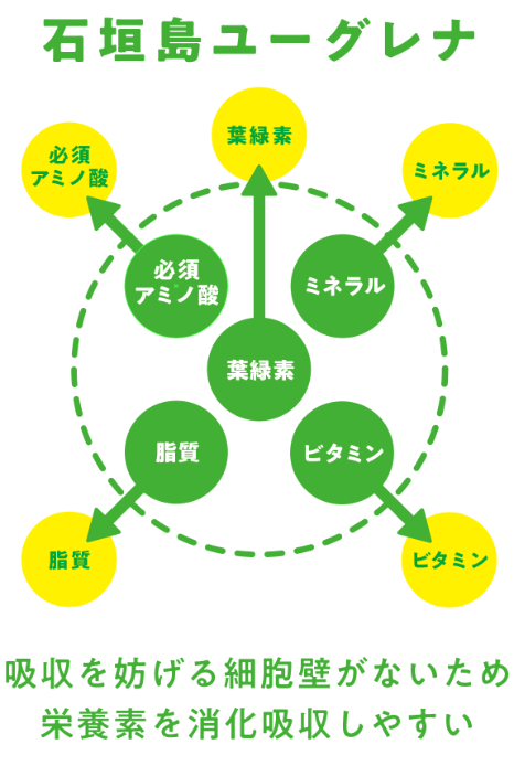 石垣島ユーグレナは細胞壁をもたないため栄養が体内に吸収されやすい