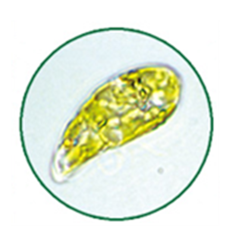 Euglena