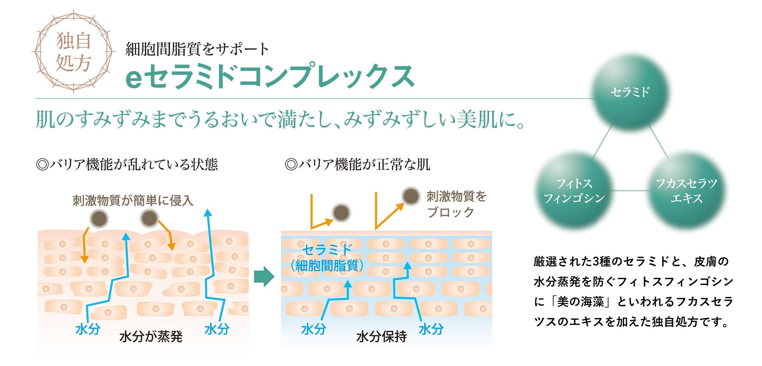 e-ceramide complex_correction