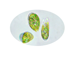 Euglena