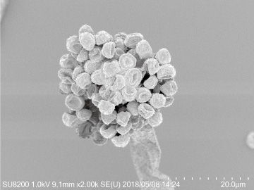 Green Jiuqu Electron Micrograph Photo 1_1805