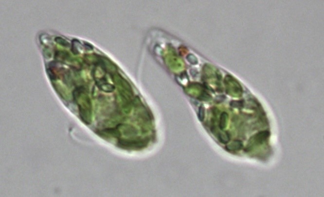 Euglena gracilis