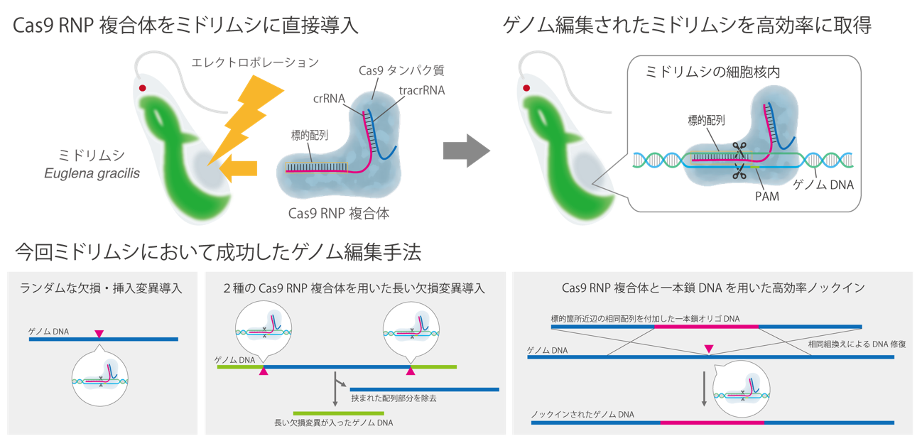 図１