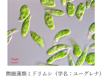 Euglena