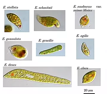 Euglena