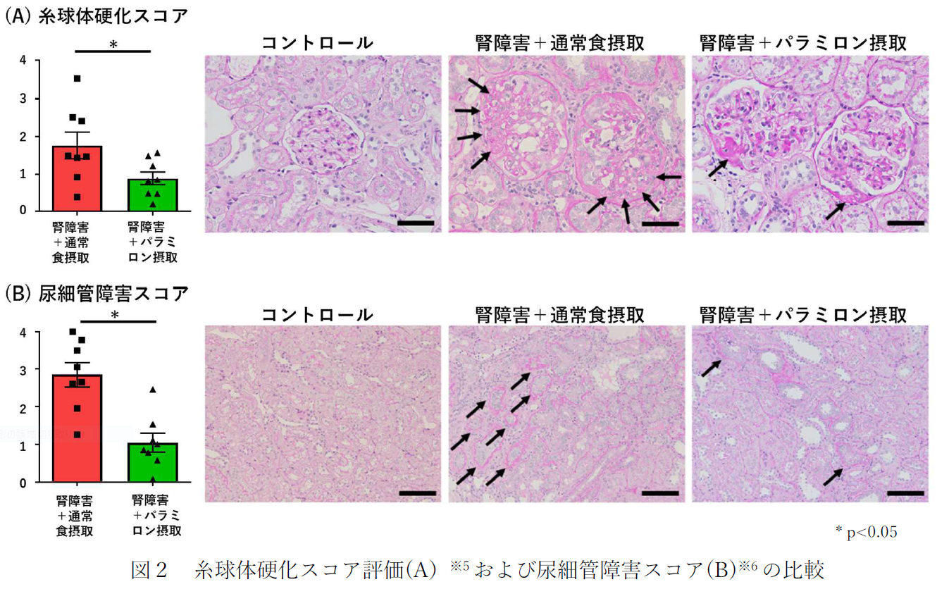 図２　糸球体硬化スコア評価および尿細管紹介スコアの比較