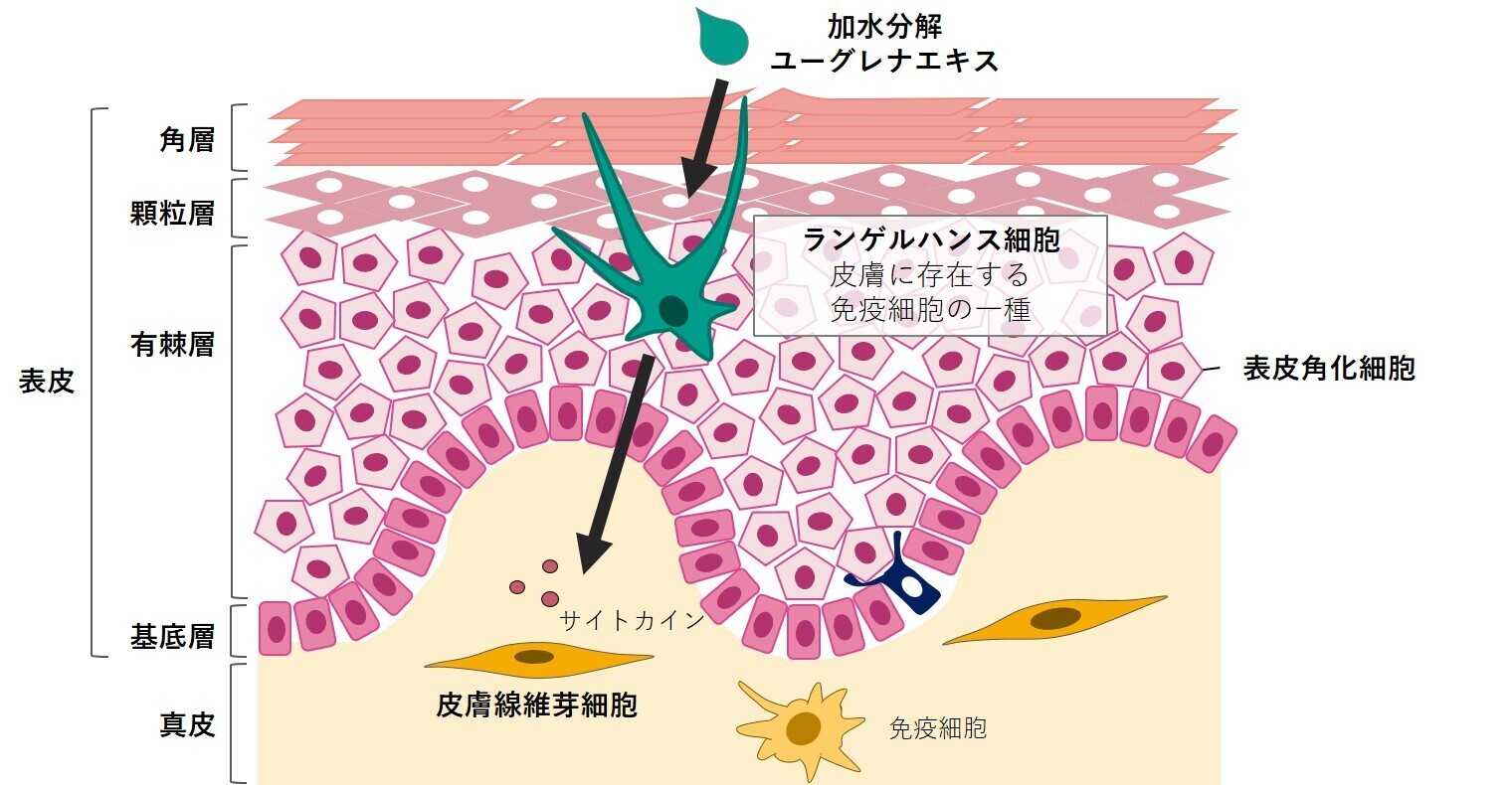 Figure 1 Cross section of the skin and purpose of the experiment