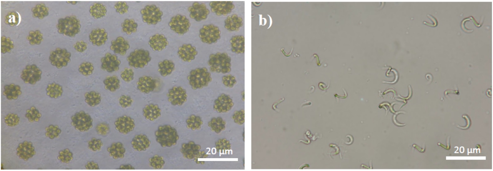 マレーシアで単離した微細藻類 a)コエラストルムとb)モノラフィジウム