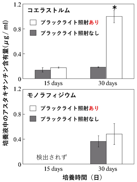培養液中の微細藻類コエラストルムとモノフィラジウムのアスタキサンチン含有量