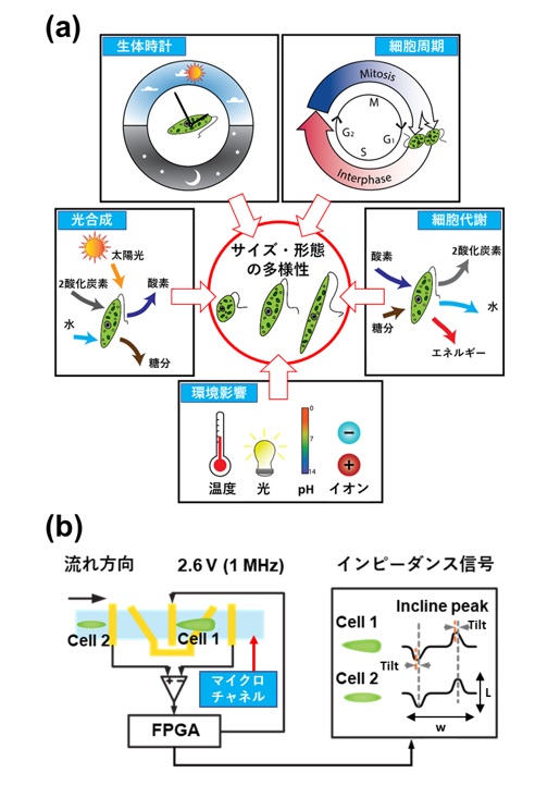 図１