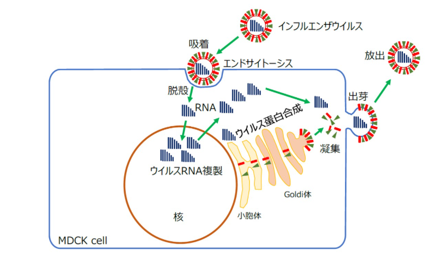 図2：ウイルスが増殖する過程