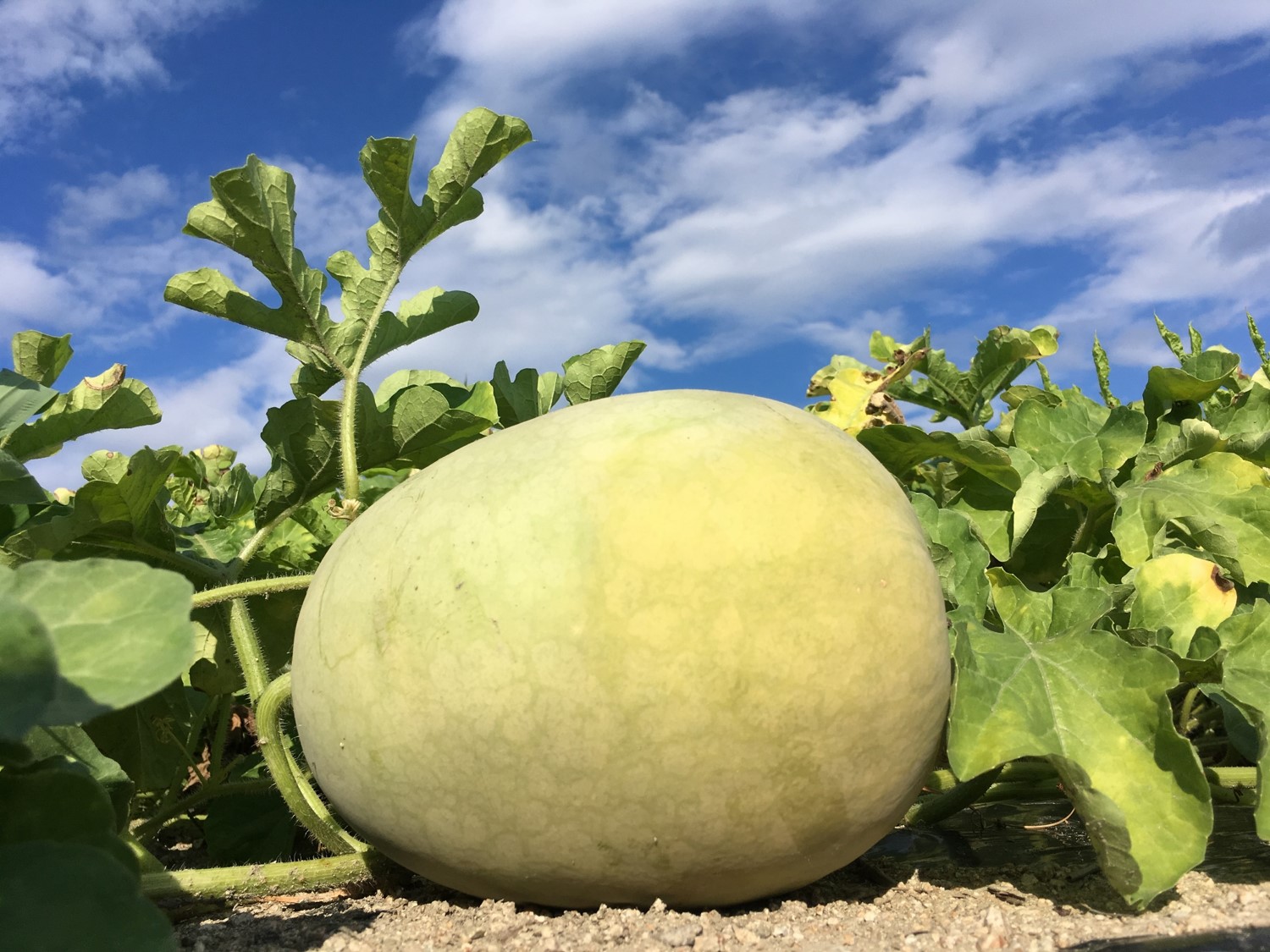 Kalahari melon