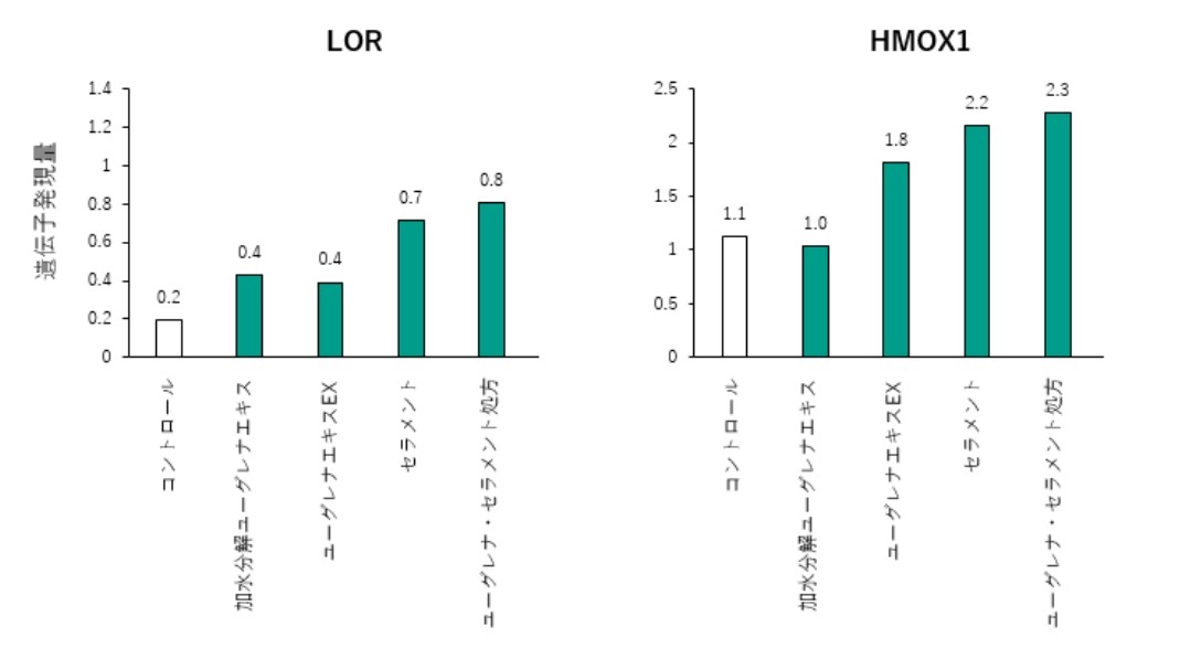 ロリクリン（LOR）とヘムオキシゲナーゼ-1（HMOX1）の遺伝子発現解析結果