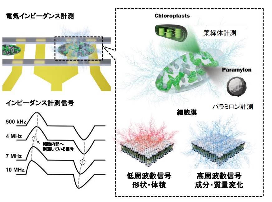 図2. 高速で流れる細胞と細胞小器官などのインピーダンス測定