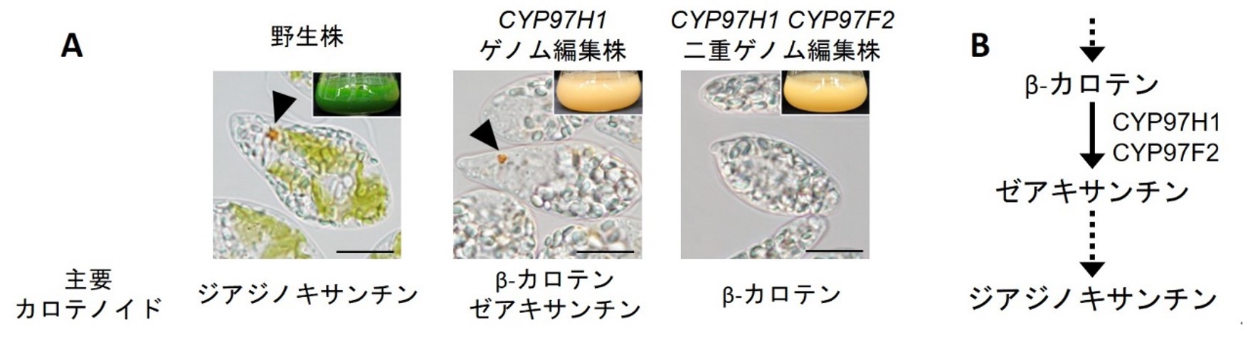 図1AB