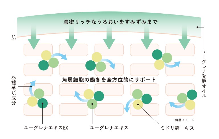 ネッコ_4種のユーグレナ成分と発酵美肌成分について