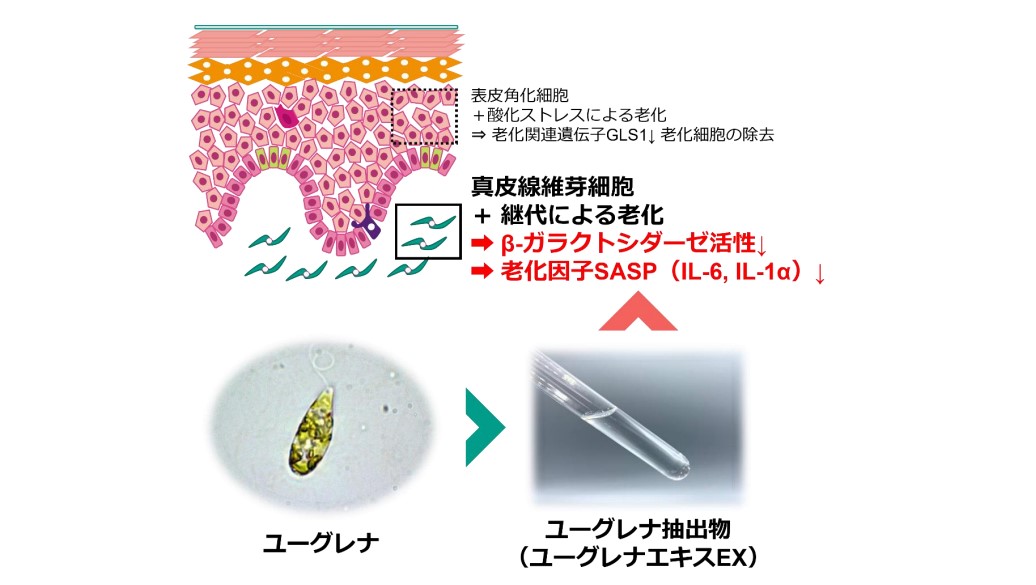 皮膚の抗老化最前線 概要）アンチ・エイジングシリーズ2 皮膚の抗老化最前線