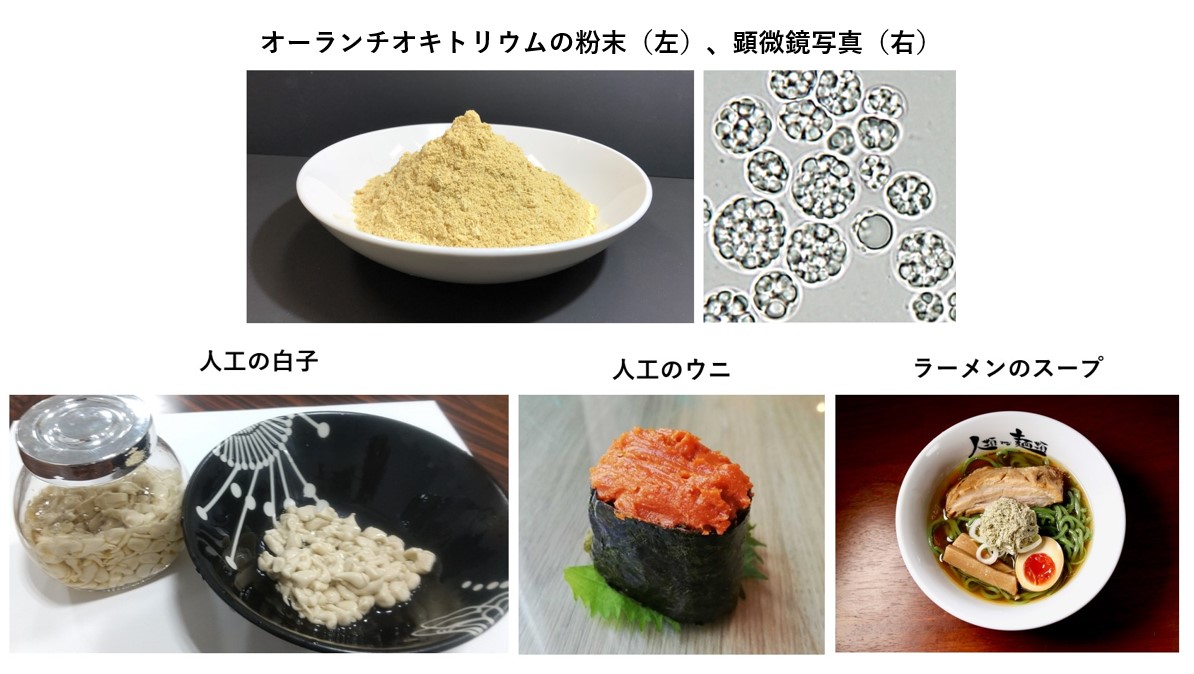 ユーグレナ社、藻類大量培養技術の強みを活かし、新素材「オーランチオキトリウム」の生産体制を構築、商業生産開始 株式会社ユーグレナ