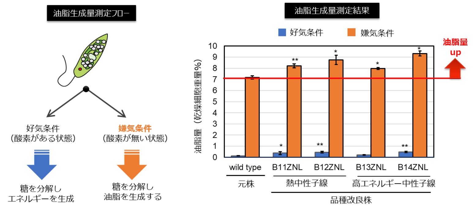 全信頼を寄せる 世界初、中性子線照射による藻類の品種改良技術を確立 | 株式 その他