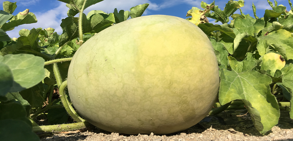 vol.40 Cultivate domestic Kalahari watermelon.