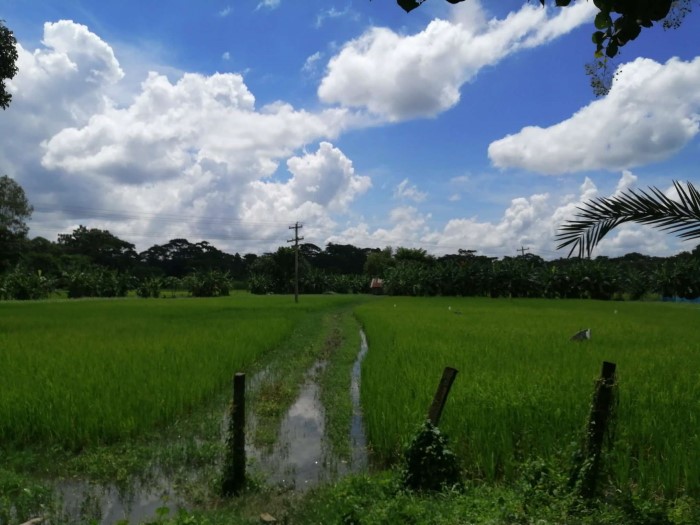 学校施設内の環境、米を栽培する畑