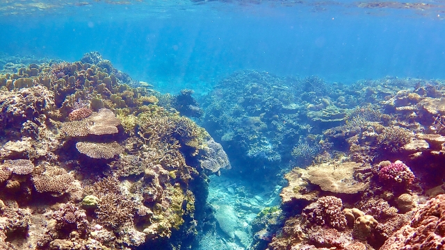 サンゴ礁の画像