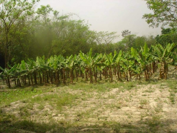 バナナ栽培地