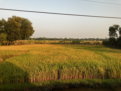 稲の様子。 バングラデシュ国歌『我が黄金のベンガルよ』（タゴール作詞）はまさにこの光景を指している