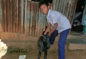 Photo-5: Taking care of a goat