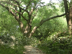Photo-8: Botanical Garden, a place of relaxation for Dhaka citizens