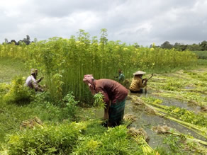 Photo-3: Jute cultivation