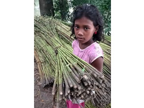 Photo-4: Sanjia-chan carrying Jute to the collection point